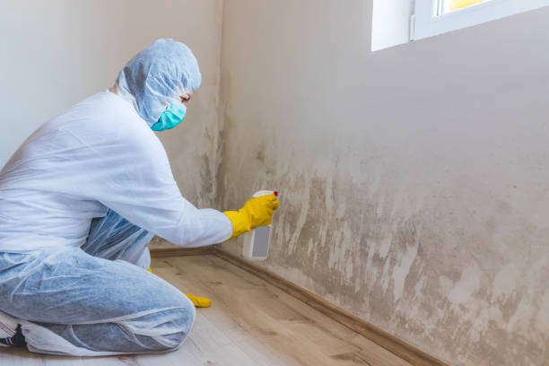 Licensed Black Mold Removal service in Rawlings, MD - WQB Mold Removal