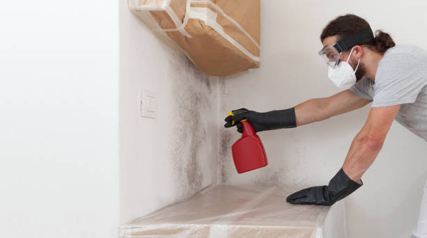 Professional Black Mold Removal technician working in Rawlings, MD