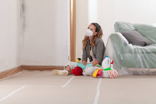 Reliable Black Mold Removal contractor in Rawlings, MD by WQB Mold Removal
