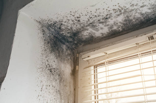 Affordable Black Mold Removal solutions in Rawlings, MD