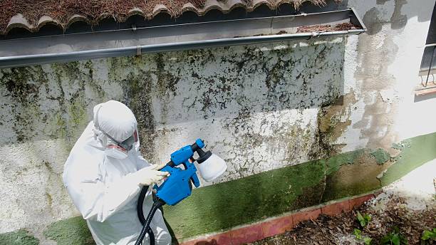 Top rated local Black Mold Removal specialists in Rawlings, MD